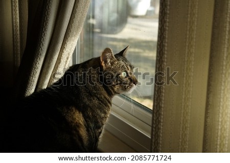 A chubby brown tabby looks intensely at the world outside his window perch.  Royalty-Free Stock Photo #2085771724