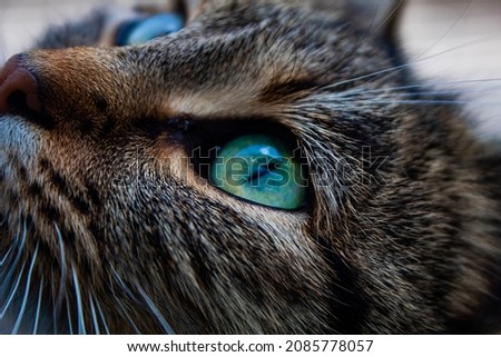 Silver brown cat close up with blue green eyes perfectly in focus. Close up animal picture.