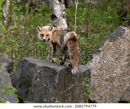 Red fox close-up standing on a big rock with forest background in its habitat and environment. Picture. Portrait. Fox Image.