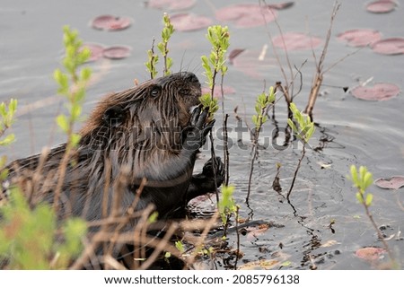 Beaver close-up profile side view head shot with water and water lily pads, eating foliage in its environment and habitat. Image. Picture. Portrait. Photo.