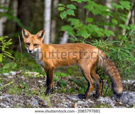 Red Fox close-up profile side view with blur forest and birch trees background in its environment and habitat surrounding and looking at camera. Fox Image.