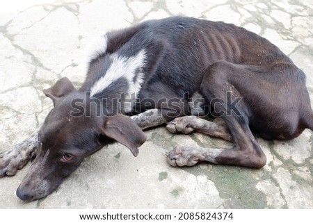 Sick, emaciated dog lying on the concrete floor Royalty-Free Stock Photo #2085824374