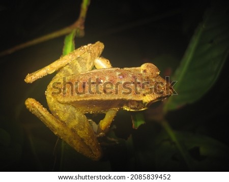 Meristogenys jerboa inhabits rocky streams in lowland and hillside forests of western Sarawak. This frog is often found at night perching on boulders or vegetation in rocky streams or vegetation. Fem