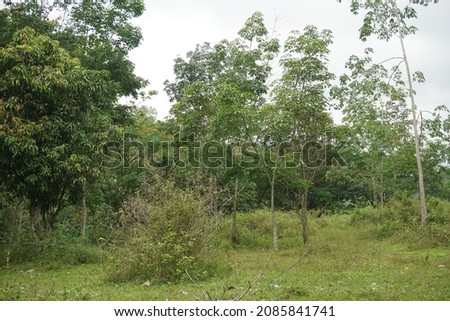 Blur photo of plants, green natural atmosphere in Indonesia