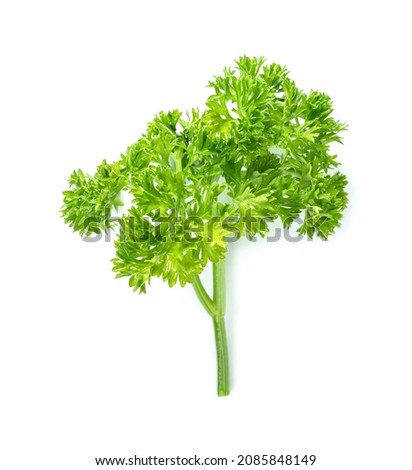 Parsley leaf or Petroselinum crispum leaves isolated on white background. Green leaves pattern    Royalty-Free Stock Photo #2085848149
