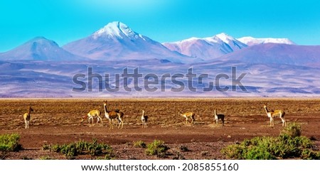 Scenic landscape with vicunas grazing on the Bolivian altiplano  Royalty-Free Stock Photo #2085855160