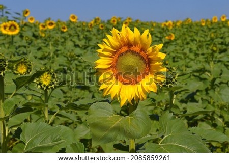sunflower in the garden for design