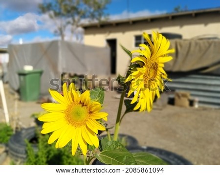 Sunflowers from different angles and with different backgrounds in garden