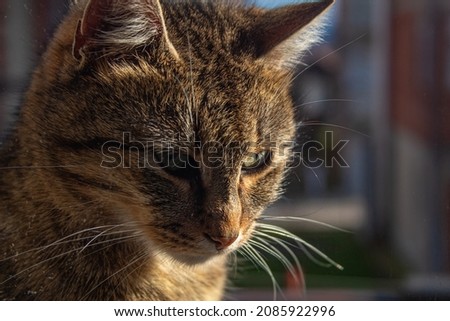 Female cat close up face at balcony. Perfectly in focus domestic animal picture. Silver brown cat with green eyes.