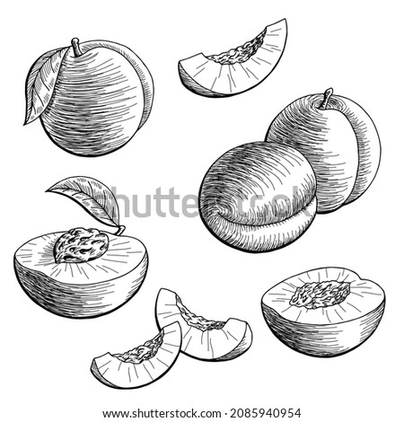Peach fruit graphic black white isolated sketch illustration vector 