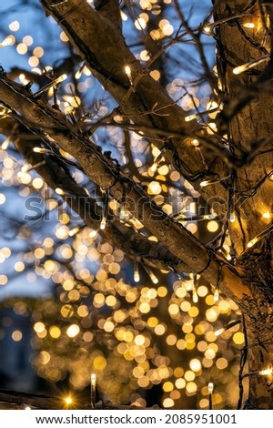 Christmas lights on trees decorate a street in Tokyo, Japan
