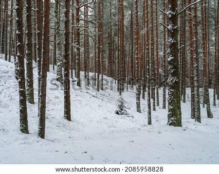 pine and spruce tree forest in first snow. branches breaking under snowfall weight