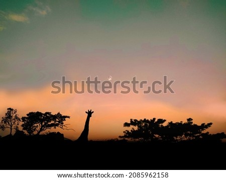 Silhouette of a giraffe in the middle of the savannah at WAZA Park during a beautiful sunset.