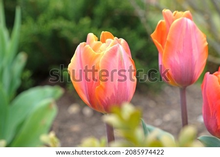 Orange and pink single triumph tulip 'Princess Irene' in flower Royalty-Free Stock Photo #2085974422