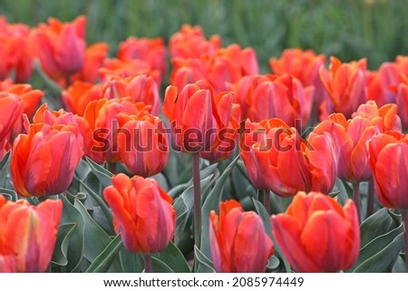 Orange and pink single triumph tulip 'Princess Irene' in flower Royalty-Free Stock Photo #2085974449