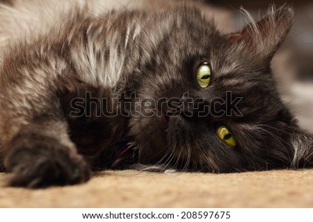 Closeup portrait of a funny fluffy persian cat lying on the carpet