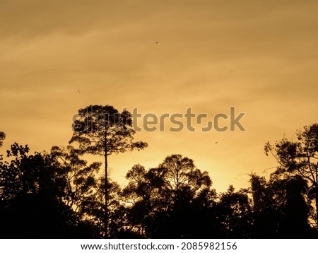 silhouette tree background with orange sky and bird