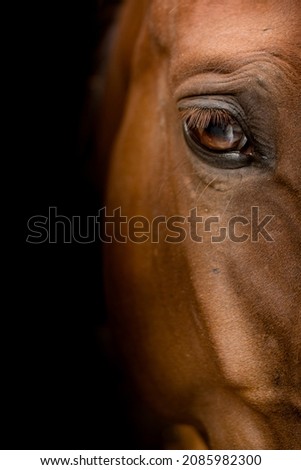 horse head close-up. The horse's gaze. The eye of a beautiful horse on a dark background close-up, the muzzle of an animal. Traken breed .poster on the wall. Red Horse