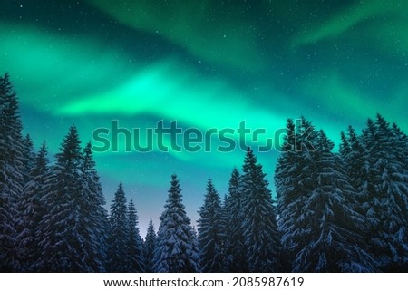 Aurora borealis. Northern lights in winter forest. Sky with polar lights and stars. Night winter landscape with aurora and pine tree forest. Travel concept