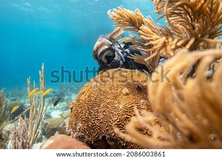 Scuba diver looking at colorful christmas tree worms growing on brain coral, Utila, Bay Islands, Honduras, Central America, scuba professional, Carribean sea,   certified diver, divemaster