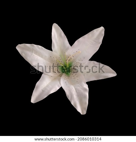 Closeup, Beautiful single white lily flower isolated on black background for design stock photo, floral blossom blooming, tropical summer