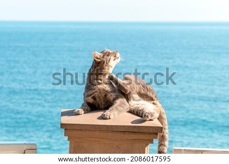 Cat is lying on background of sea. Puss is lying on lid of stone pillar and scratching his neck with his hind paw. Topic - serenity, insouciance, tranquility - everything that we love cats for. Royalty-Free Stock Photo #2086017595
