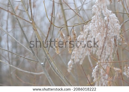 WINTER PHOTO PHONE, SOFT FOCUS, BLURRED IMAGE OF PLANTS, SILHOUETTES OF BRANCHES, LEAVES ON A SNOW BACKGROUND. LANDSCAPE forest in late autumn. dark browns and reddish colors. Abstraction