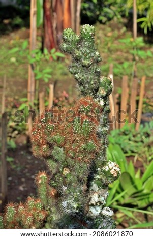 Mammillaria elongata mini cactus, thrives in the yard