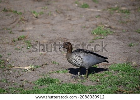 Side-on view of a male Australian wood duck as it stands between a grassy and dirt-covered area, the bird's beak shining in the sunshine
