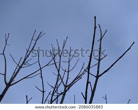 scary dry tree branches on a background of blue sky