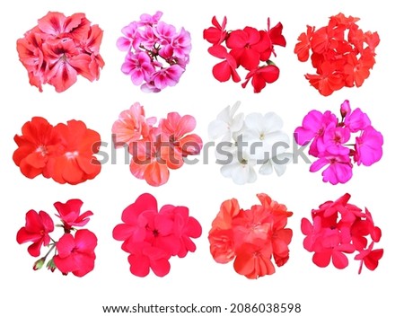 Beautiful red, pink and white geranium flowers set isolated on white background. Natural floral background. Floral design element