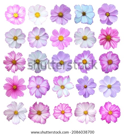 Beautiful cosmos, cosmea flowers set isolated on white background. Natural floral background. Floral design element Royalty-Free Stock Photo #2086038700