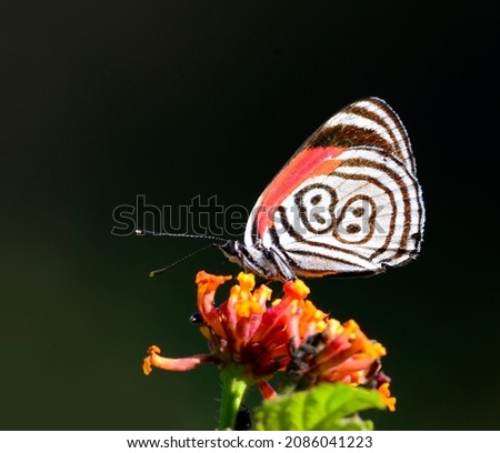 Cramer's Eighty-eight butterfly shows its characteristic wing markings. Royalty-Free Stock Photo #2086041223