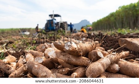 Agriculture is harvesting tapioca from cassava farms. Farmers are harvesting cassava, which is an agricultural product. Cassava, a cash crop for the food industry Royalty-Free Stock Photo #2086044631