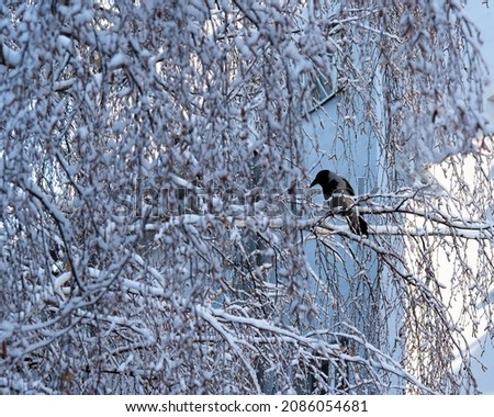 a crow sits on a tree in the courtyard of a house in winter