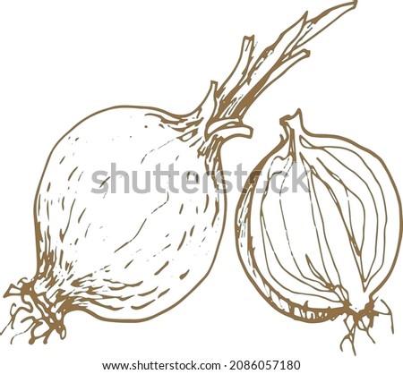 
Onion vegetables slice graphic illustration hand drawn print textile harvest autumn food vegetarianism healthy food salad vitamins