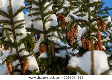 Branches of spruce or pine with cones, covered with snow. Christmas background. 