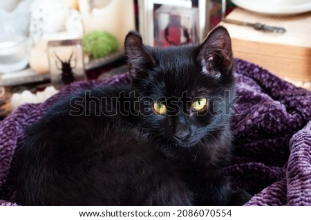 Cute black kitten lying on a soft quilt. 
