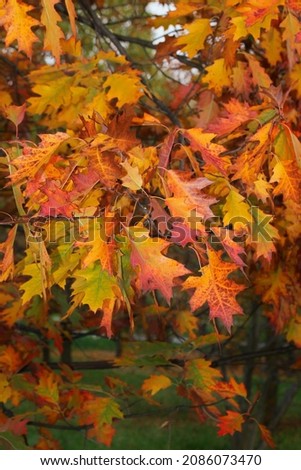 Photo of bright autumn leaves. Leaves on the northern red oak