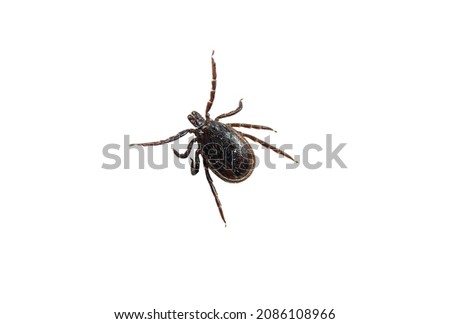 Castor bean tick (male) isolated on white background Royalty-Free Stock Photo #2086108966