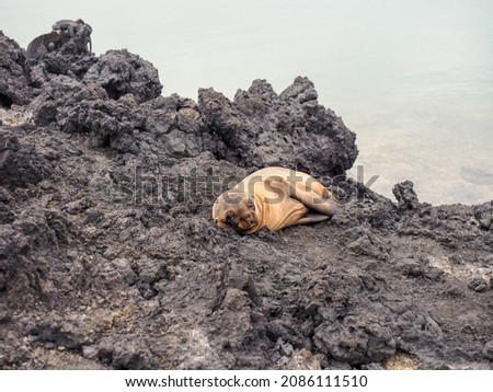 Abandoned calf of sea lion dying from hunger. Dying sea lion baby. Skinny dying South American sea lion. Lonely seal pup. Galapagos island, Ecuador Royalty-Free Stock Photo #2086111510