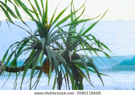 Branches of a tropical palm tree with fruits on the background of the sea.