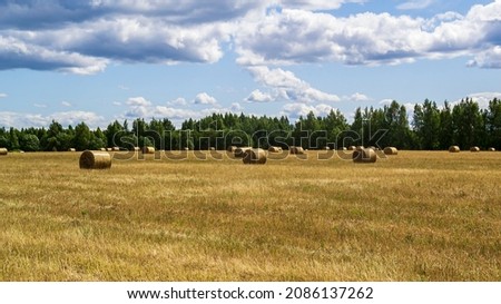 field with straw bales, harvest time
