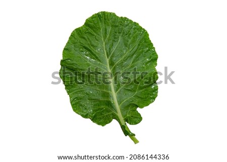Isolated butter cabbage leaf on white background and close-up Royalty-Free Stock Photo #2086144336