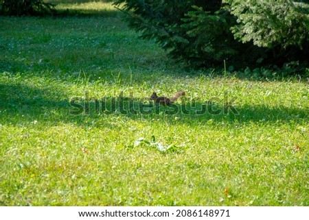 A squirrel on the grass frolics in the park on a clear sunny day