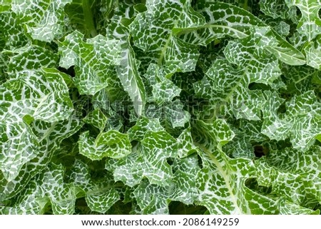 Beautiful green leaves of milk thistle close-up, applied in medicine. Beautiful green natural background.