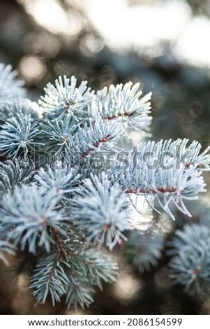 Winter Background with snow branches tree leaves and snowflakes on background Holiday Christmas greeting card, very cold winter day