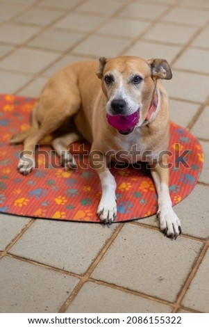 A senior female dog playing with her pink ball. Animal world. Pet lover. Animals defend. Dog lover. Senior pet.