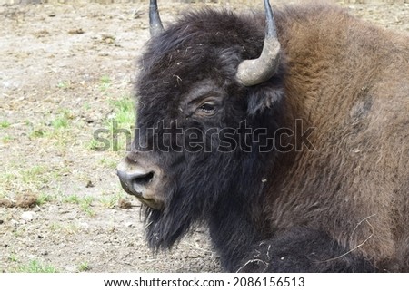 The bison is an animal listed in the Red Book.