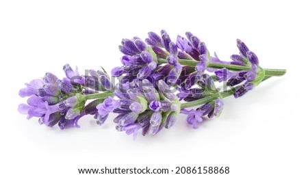Lavender flowers isolated on white background          Royalty-Free Stock Photo #2086158868